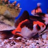 sluierstaart tricolor