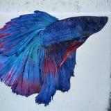 betta splendens (man) halfmoon