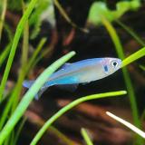 Tyttocharax cochui