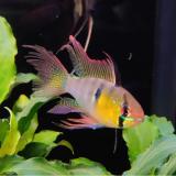 Microgeophagus Ramirezi (man) sluier