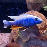 Sciaenochromis ahli
