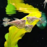 Carnegiella marthae schereri