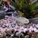Apistogramma cacatouides (goud)
