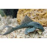 L-128 Hemiancistrus species