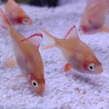 Capoeta tetrazona (rood)