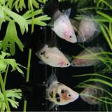 Xiphophorus maculata (Panda)