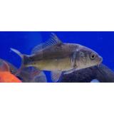 Cyprinus carpio