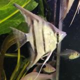 pterophyllum scalare (dantum)