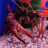 Procambarus Acutus