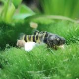 brachygobius sabanus