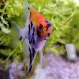 Pterophyllum scalare (red/marble)