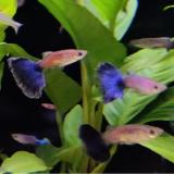 Lebistes reticulatus (zwart)