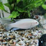 Pelvicachromis pulcher (albino)