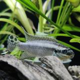 Pelvicachromis taeniatus (nigeria green) man