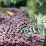 L236 Hypancistrus species