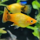 Xiphophorus variatus (goud mickey mouse)