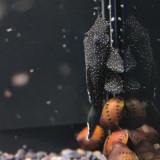 L-181Ancistrus species