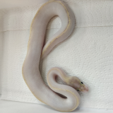 Python regius (Ivory)