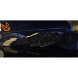 L-081 baryancistrus Xanthellus 