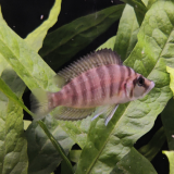 Altolamprologus compressiceps
