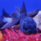 oranda zwart