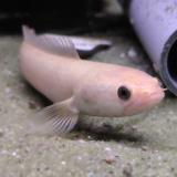 Channa Limbata