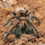 Theraphosa blondi