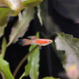 poecilia wingei (pink)