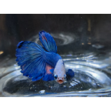 Betta splendens (man) Super delta Marble tricolor