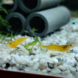 Caridina propinqua 