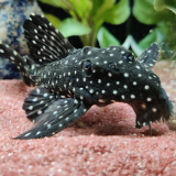 L-240 leporacanthicus sf. galaxias