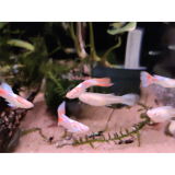 lebistes reticulatus (Sky red) pairs