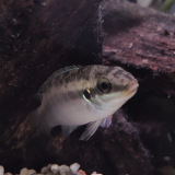 Enigmatochromis Lucanusi