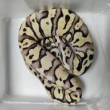 python regius