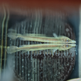 Hemirhamphodon cf. kapuaensis