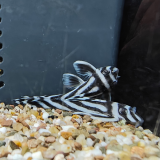 L-046 hypancistrus zebra