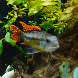Apistogramma cacatouides triple red