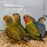 Agapornis roseicollie