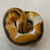 python regius (man)