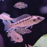 Limnochromis acuticeps