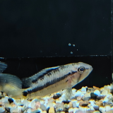 Apistogramma atahualpa