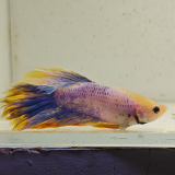 betta splendens man