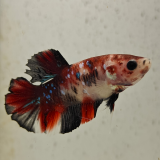 betta splendens man