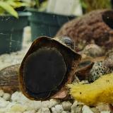 neritina sp. turtle