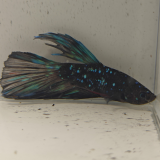 betta splendens man