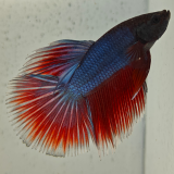 betta splendens man