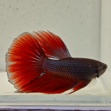 betta splendens man