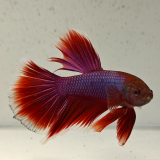 betta splendens man