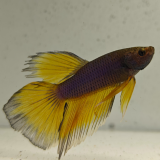 betta splendens man