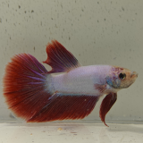 betta splendens man